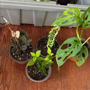 Bundle 4 unique Potted Houseplants